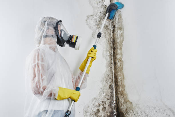 Why You Should Choose Our Mold Remediation Services in Rock Valley, IA